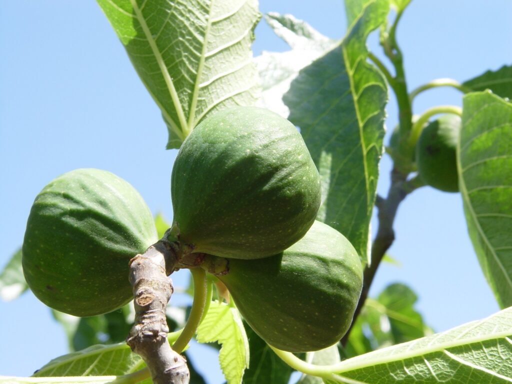 higuera-higos-verdes