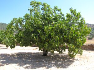 higuera-arbol-bonito