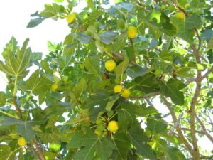 higos-desde-abajo-en-el-arbol