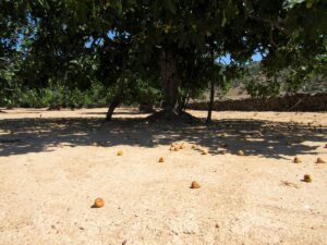 higos-cayendo-del-arbol