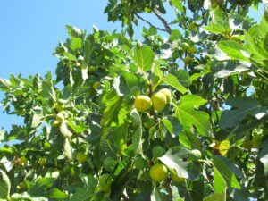 higos-en-el-arbol