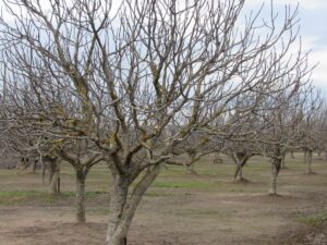 higueras-de-extremadura-en-marzo