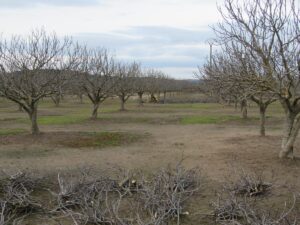 nuestros-campos-de-higueras-en-marzo