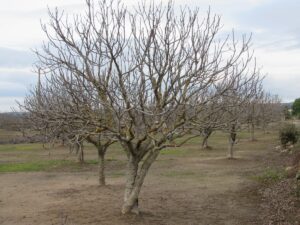 otra-higuera-en-marzo