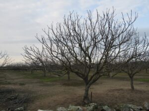 higueras-en-primavera-marzo