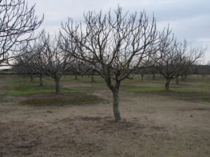 higueras-en-marzo