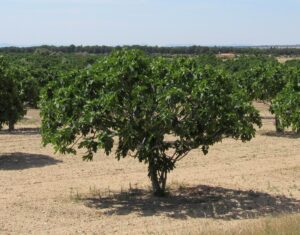 campos-de-extremadura