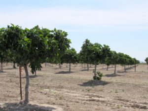 campos-de-higos-creciendo