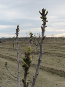 brotes-de-nuestras-higueras