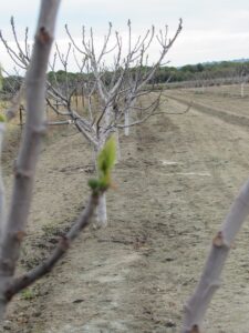 primeras-hojas-higueras