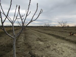 brotes-campo