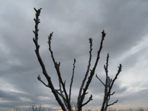 brotes-al-cielo