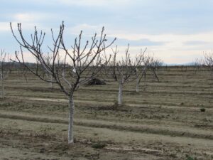 surcos-del-campo-de-las-higueras